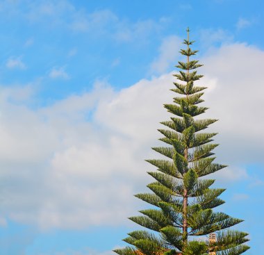 bulutlar üzerinde çam