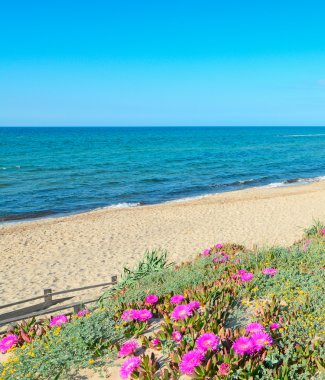 kıyıya göre çiçekler