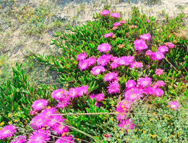 A dune virágok — Stock Fotó
