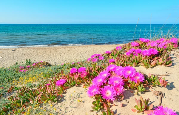 Flores à beira-mar — Fotografia de Stock