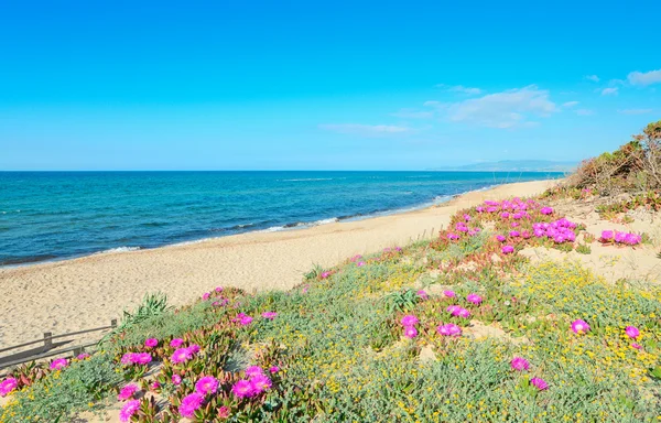 Fiori sulla riva — Foto Stock