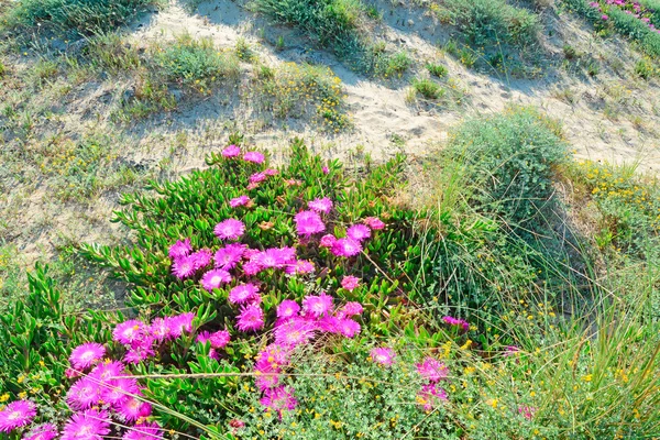A dune virágok — Stock Fotó