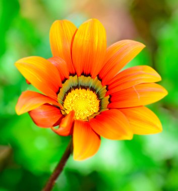 portakal gazania