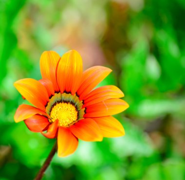 portakal gazania