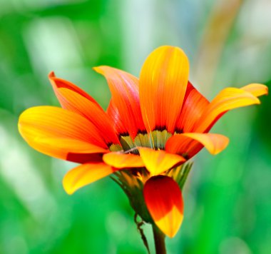 gazania yan görünüm