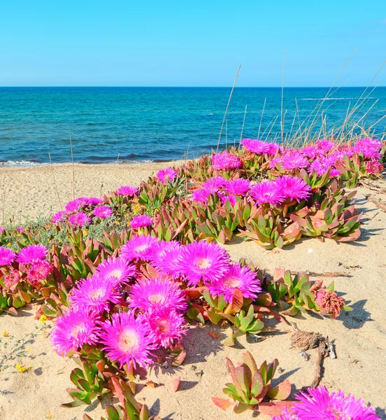 Deniz kenarındaki çiçekler.