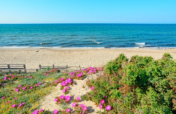 Pink flowers on a dune — Stock Photo, Image