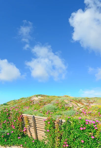 Fiori rosa su dune di sabbia — Foto Stock