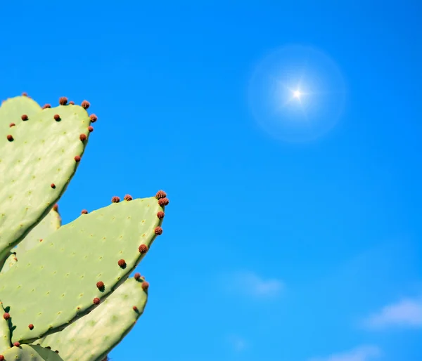 Kaktusfeige unter der Sonne — Stockfoto