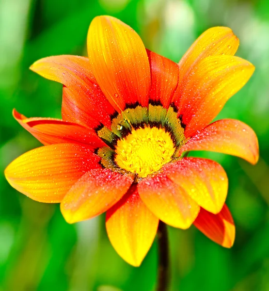 Wet orange flower — Stock Photo, Image