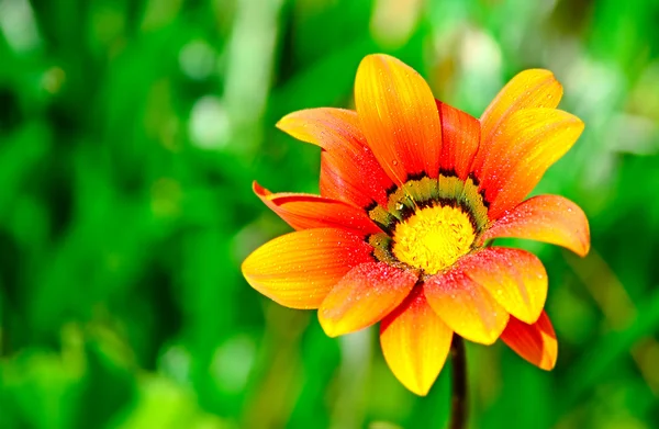Wet orange flower — Stock Photo, Image