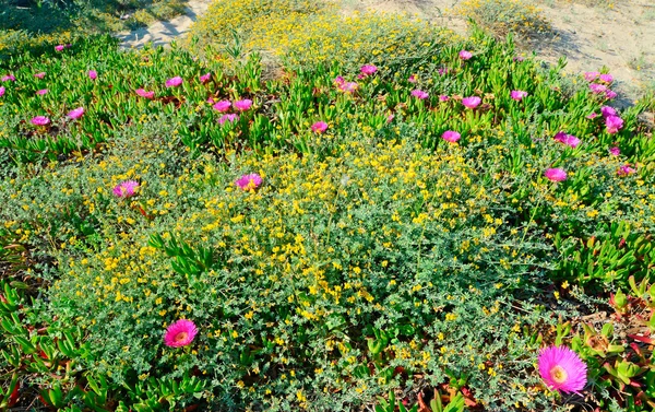 Rózsaszín és sárga virágok — Stock Fotó