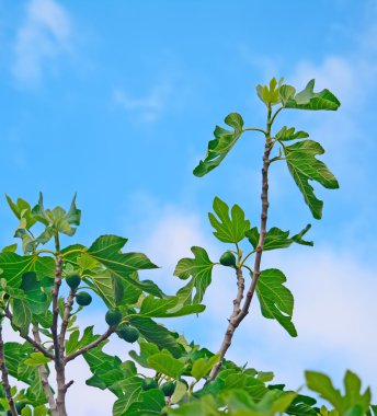 ağaç mavi gökyüzü altında