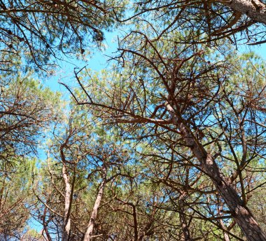 açık bir günde çam