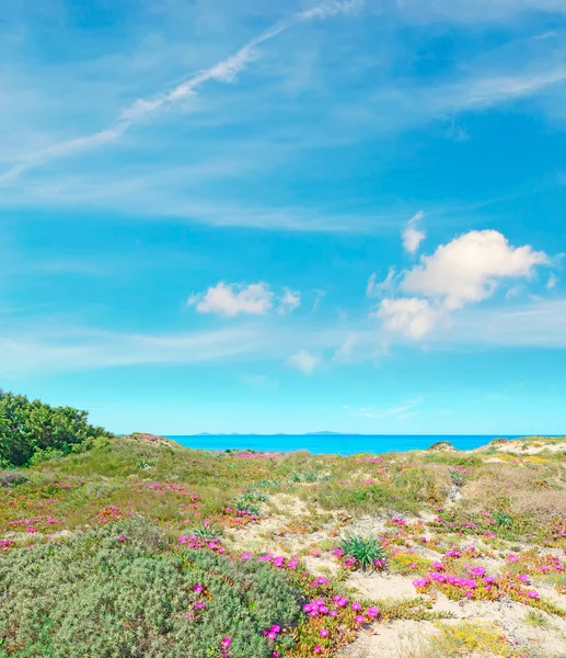 Roses à Platamona — Photo