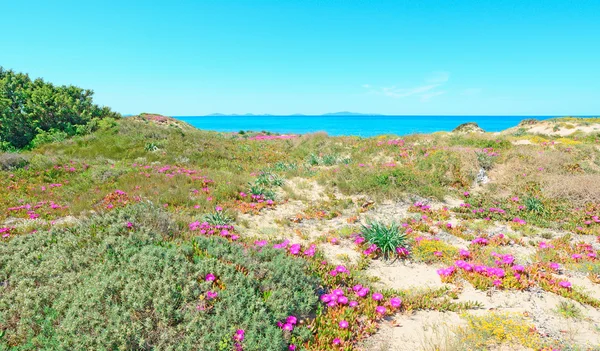 Blommor i platamona — Stockfoto