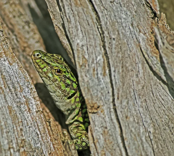 Lézard gros plan — Photo