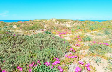 platamona pembe çiçekler