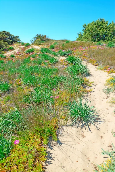 Plantas e areia — Zdjęcie stockowe