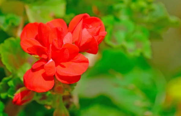 Rote Geranien — Stockfoto