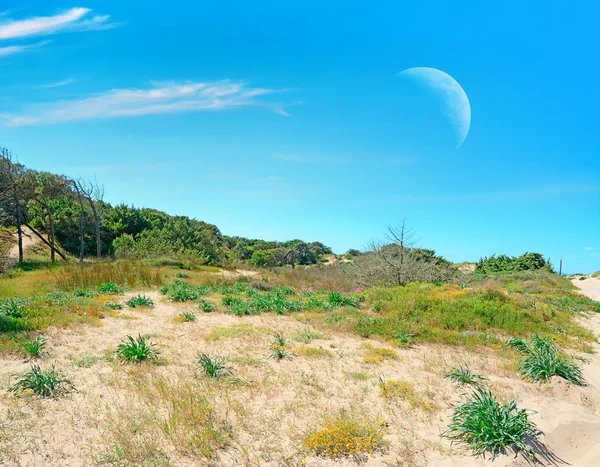 Rivage sablonneux et lune — Photo