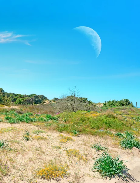 Costa arenosa e lua — Fotografia de Stock