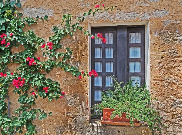 Fönster och blommor — Stockfoto
