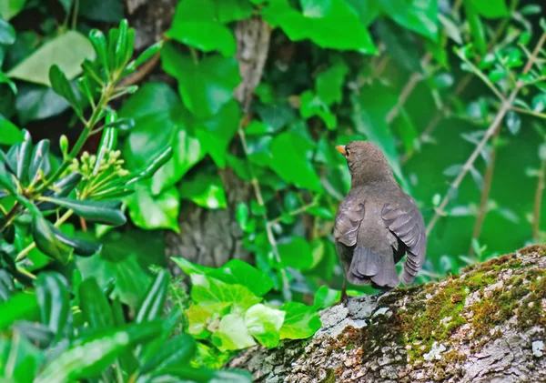 Amsel auf einem Ast — Stockfoto