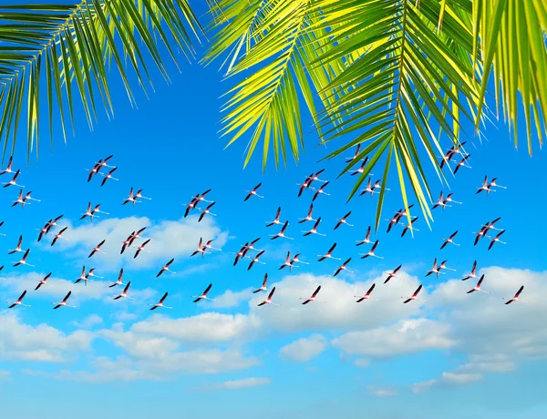 火烈鸟和棕榈 — 图库照片