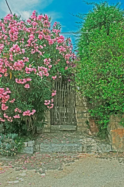 Kapı ve çiçekler — Stok fotoğraf