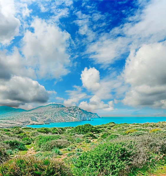 Bushes by the coastline — Stock Photo, Image