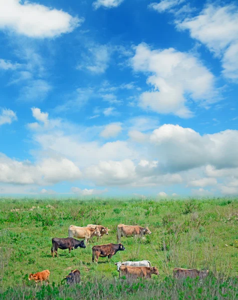 Mucche e nuvole — Foto Stock