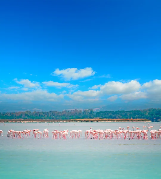 Flamencos rosados Flock — Foto de Stock