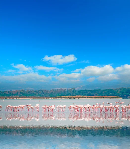 Reflejo flamenco — Foto de Stock