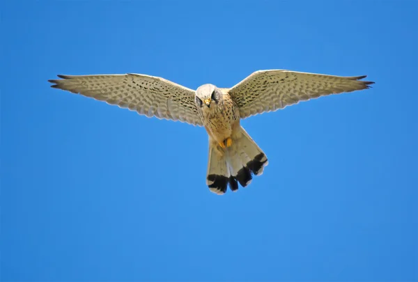 Falcão caça no céu azul — Fotografia de Stock