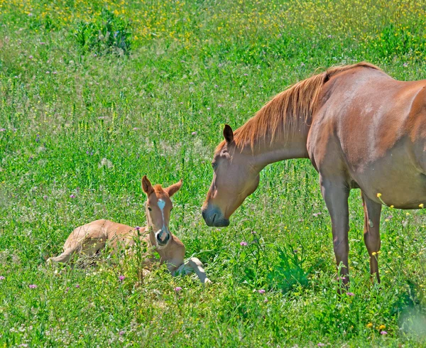 Foal and mare — Stock Photo, Image