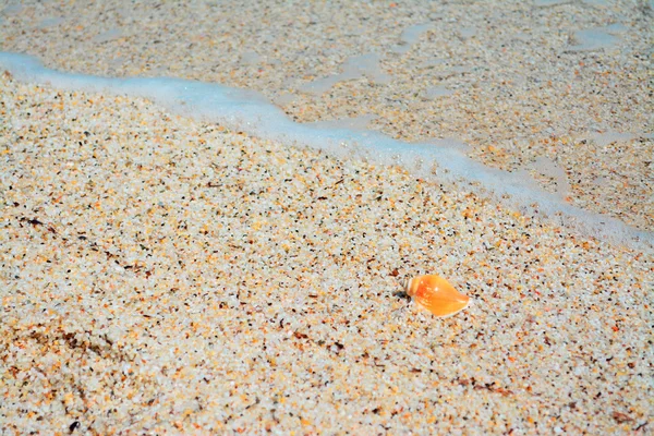Concha laranja — Fotografia de Stock