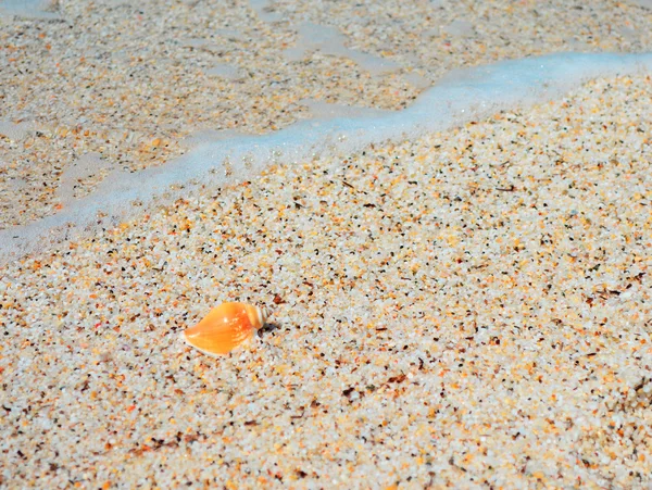 Orange seashell — Stockfoto