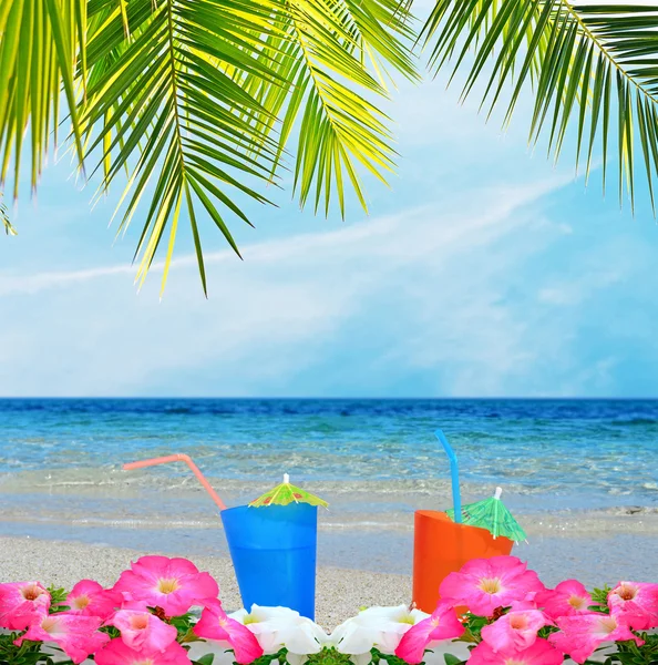 Drinks, palm and flowers — Stock Photo, Image