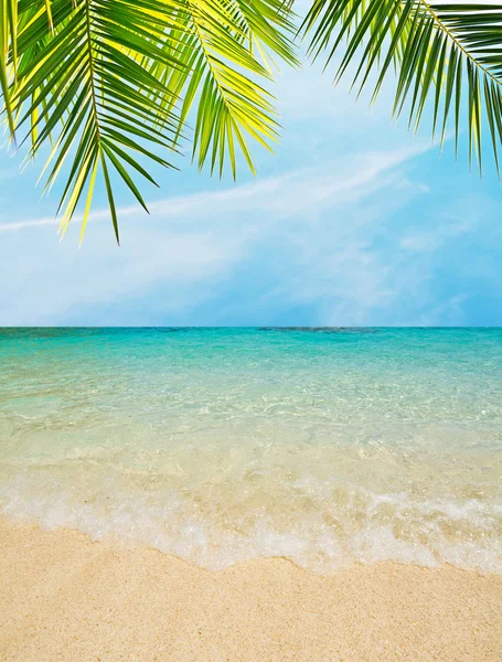 Пальмы на берегу моря — стоковое фото