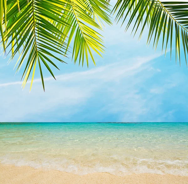 Palmera junto al mar — Foto de Stock