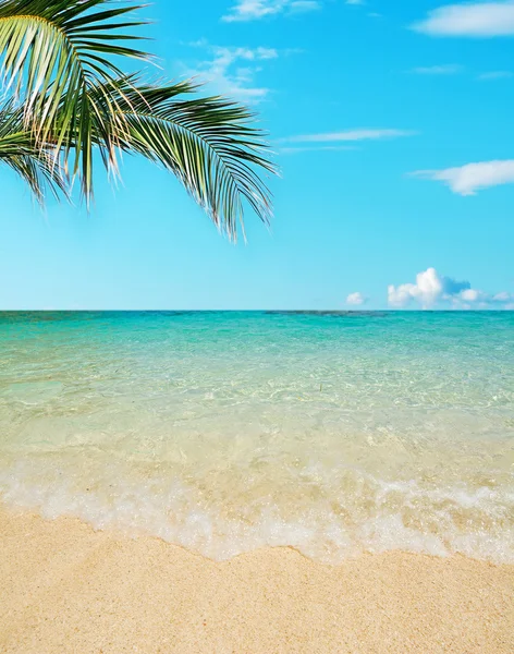 Palmier près de la mer — Photo