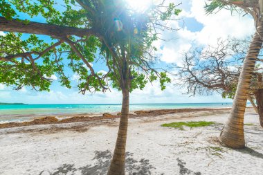 Guadeloupe, Karayip Denizi 'ndeki Pointe de la Saline plajında palmiye ağaçları ve beyaz kum