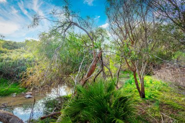 Mavi gökyüzünün altındaki küçük dere ve yeşil bitki örtüsü. Sardunya, İtalya