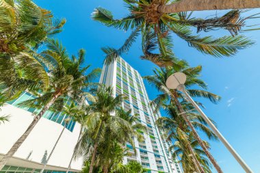 Miami, ABD 'de gökdelenler ve palmiye ağaçları