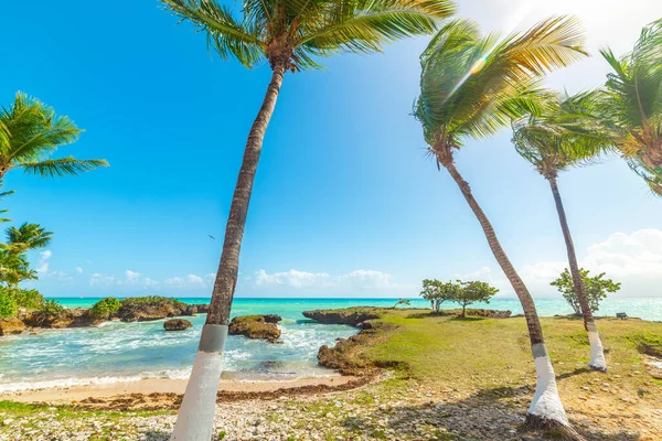 フォートビーチのターコイズブルーの水とヤシの木 カリブ海のグアドループ — ストック写真