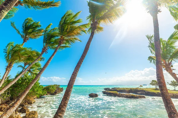 Bas Fort Sahilinde Yüksek Palmiye Ağaçları Turkuaz Guadeloupe Karayip Denizi — Stok fotoğraf