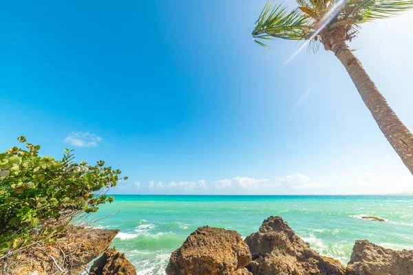 フォート海岸のターコイズブルーの水とヤシの木 カリブ海のグアドループ — ストック写真