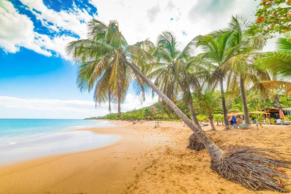 Sabbia Dorata Palme Nella Spiaggia Perle Guadalupa Indie Occidentali Francesi — Foto Stock