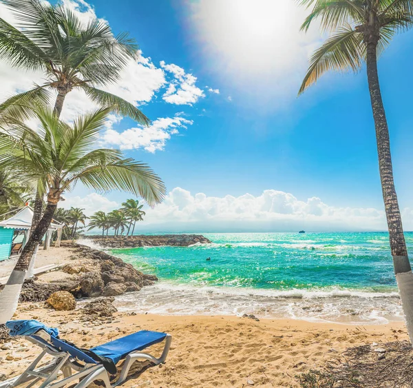 Krzesło Plażowe Palmy Kokosowe Plaży Bas Fort Gwadelupie Francuskie Indie — Zdjęcie stockowe
